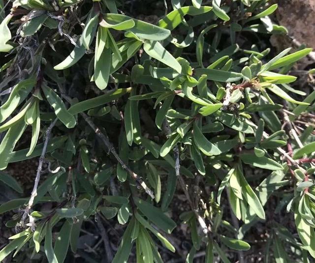 您相约铁橛山一起来度假旅游花果飘香的季节到来了伴随着徐徐的清风