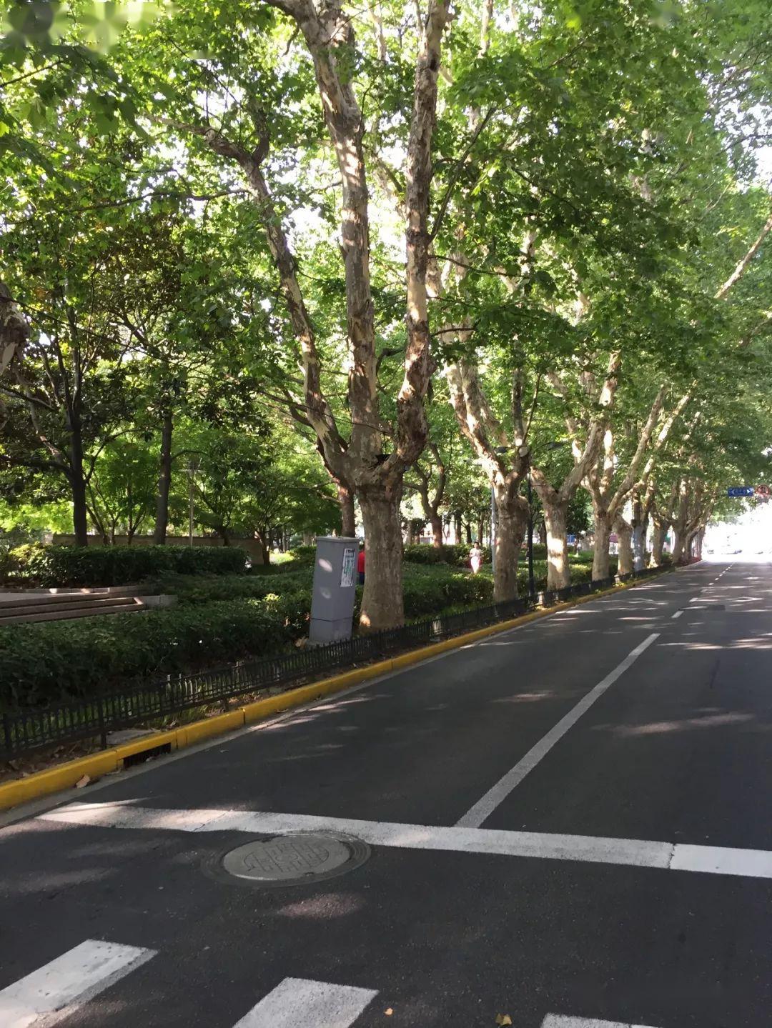 林荫大道贝当路美国学校旧址衡山路的迷人风情