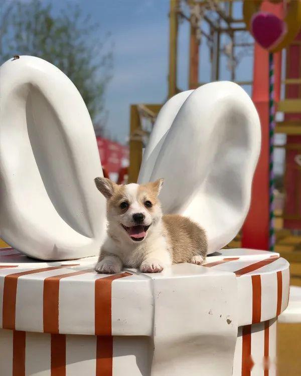 黄白黑超萌柯基宝宝待售中