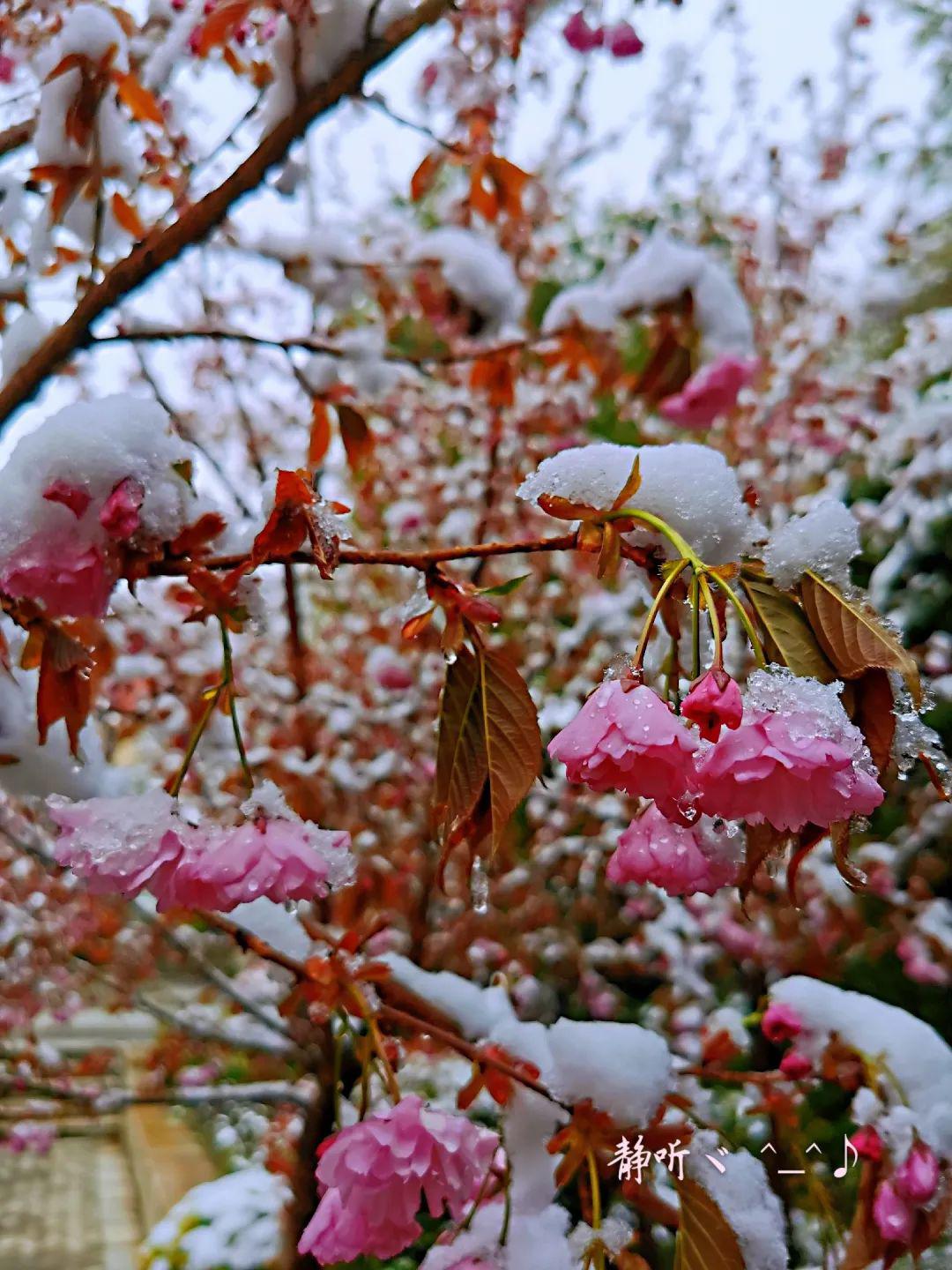 看康定风花雪月一场春与冬的唯美碰撞