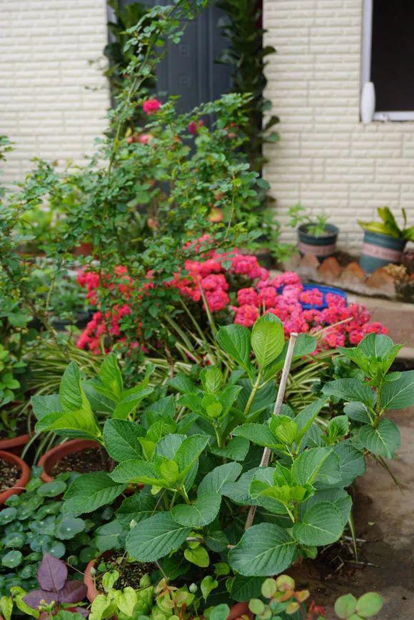 惊艳楼顶养花四年花开成海每天都美美的