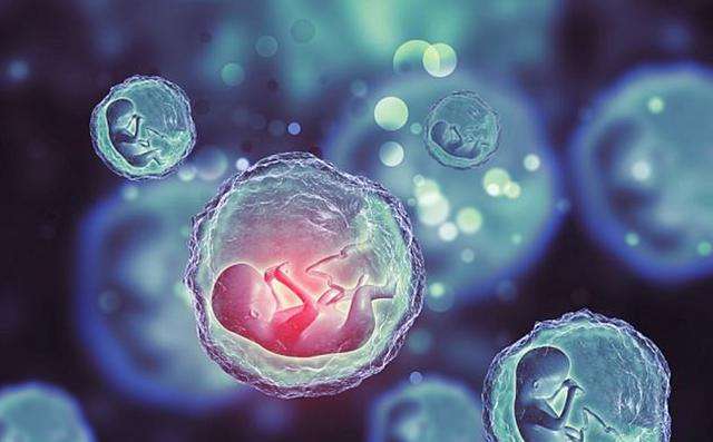 试管婴儿过程鲜胚,冻胚,囊胚哪个移植成功率高?_胚胎