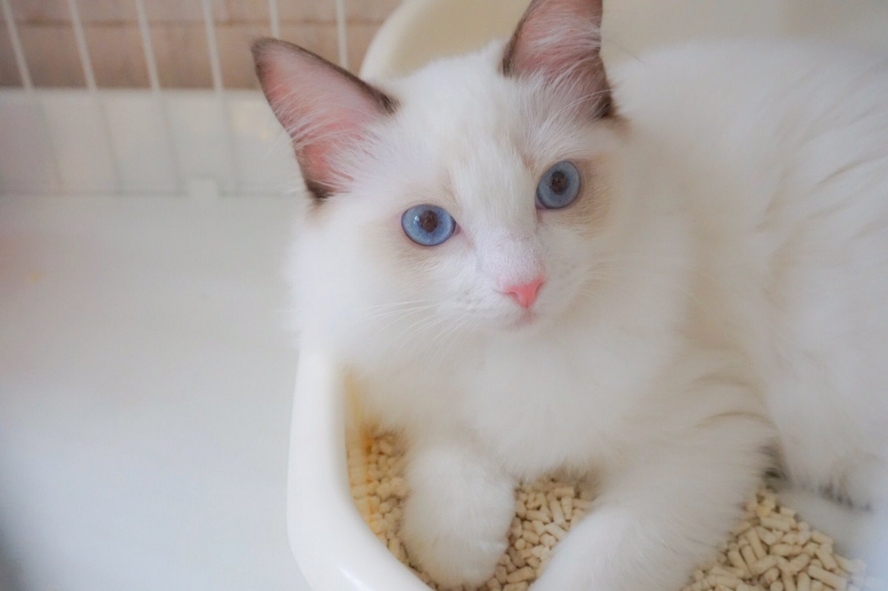 已经是只会吐舌头卖萌的猫了.