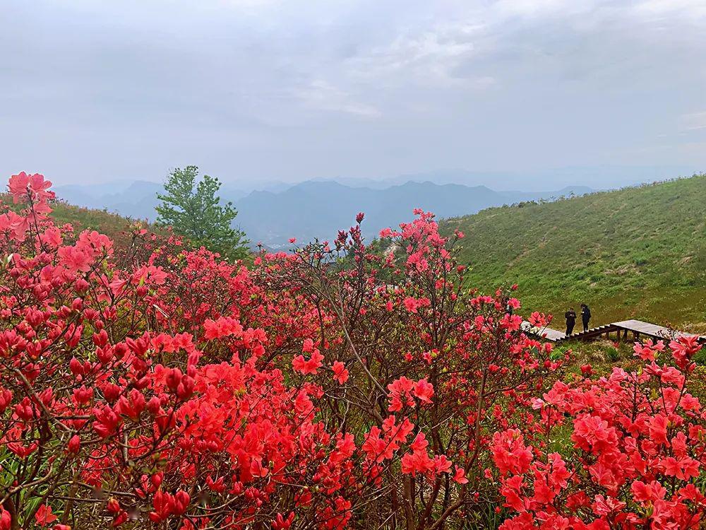 杜鵑花開 可緩緩觀矣——慢城沙埠杜鵑花海等你來打卡_太湖