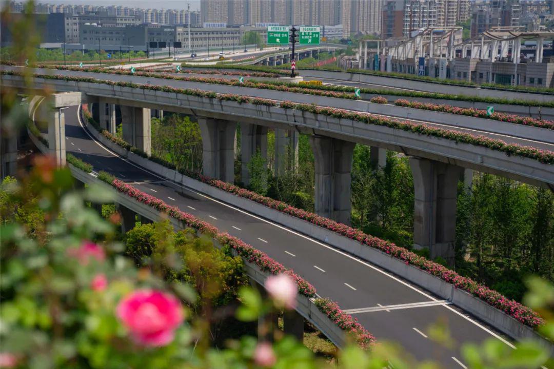 余杭高架35万株"网红"月季盛开!一大波美图来袭