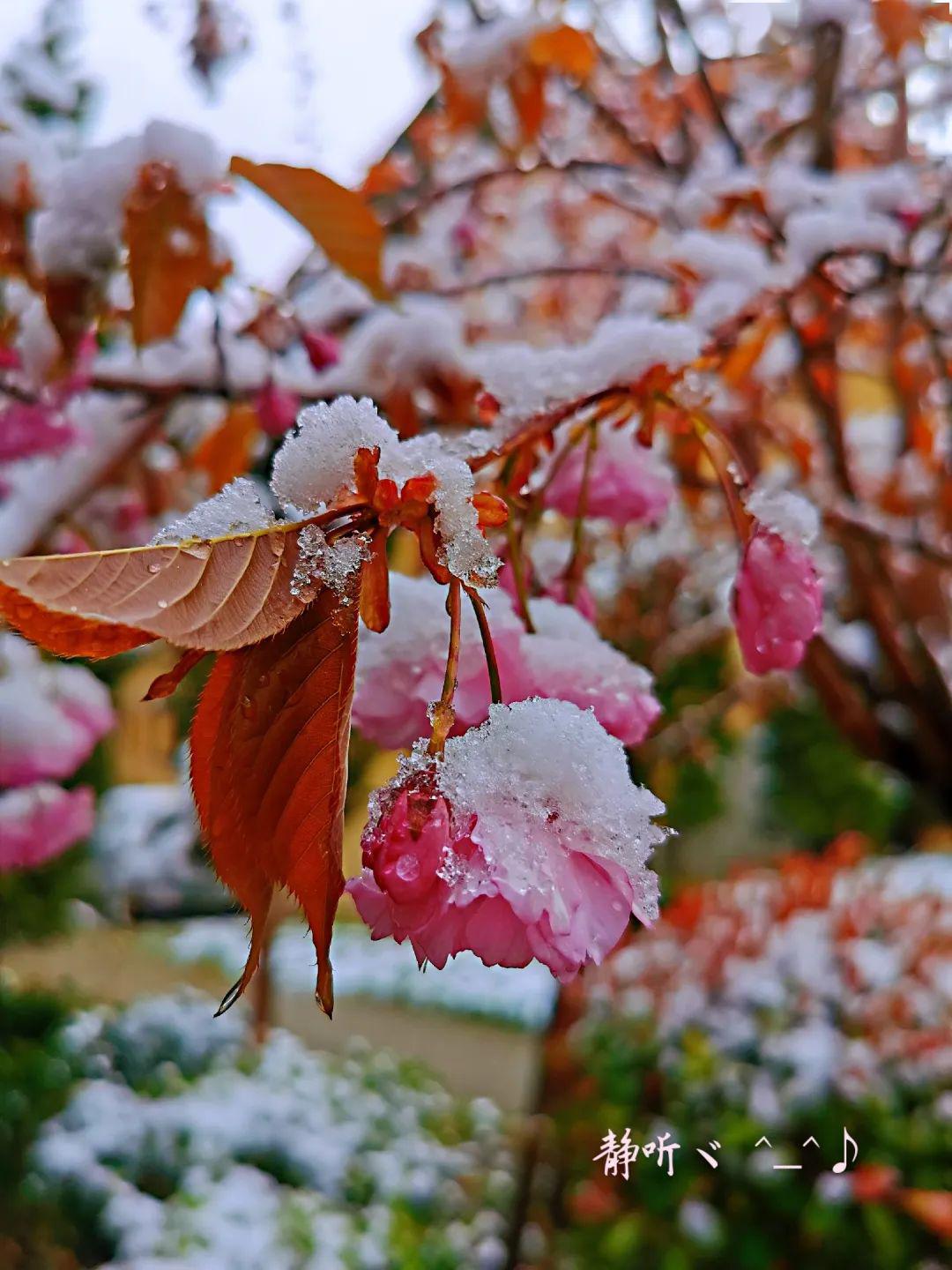 看康定风花雪月一场春与冬的唯美碰撞