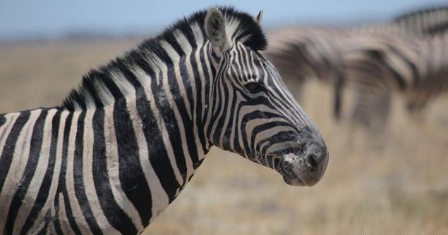 猪瘟未走马瘟将至泰国现非洲马瘟疫情距我国不到800公里