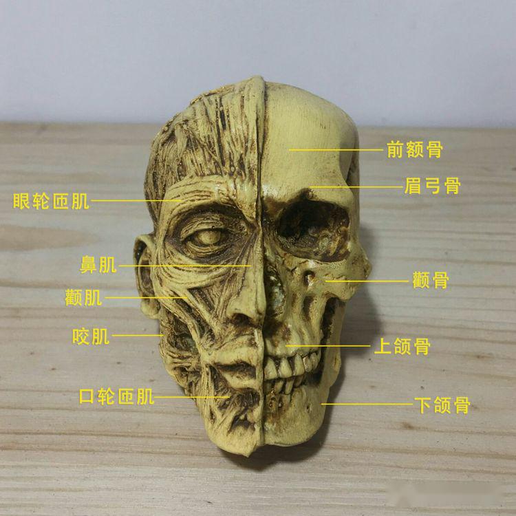 人物素描第一课头部头骨头部肌肉人物课学习方向如何学起