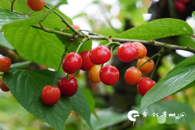 贵人黔行遵义千果园樱桃将于4月25日开园采摘