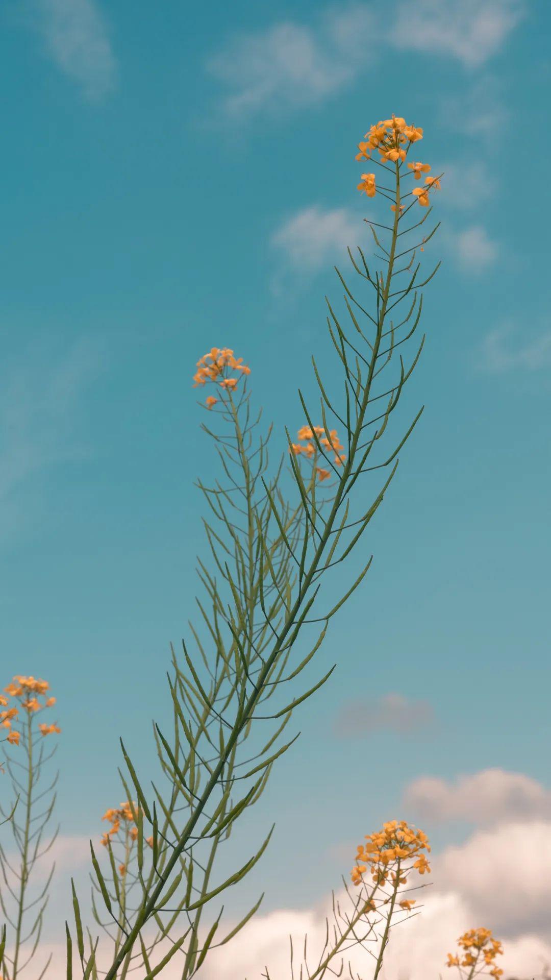 手机壁纸精选 | 超清4k壁纸唯美大图