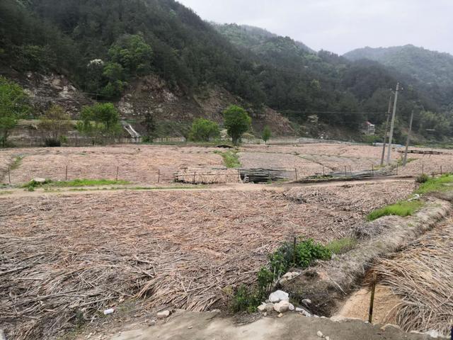 湖北英山县草盘地镇西硔村产业发展描绘乡村振兴蓝图