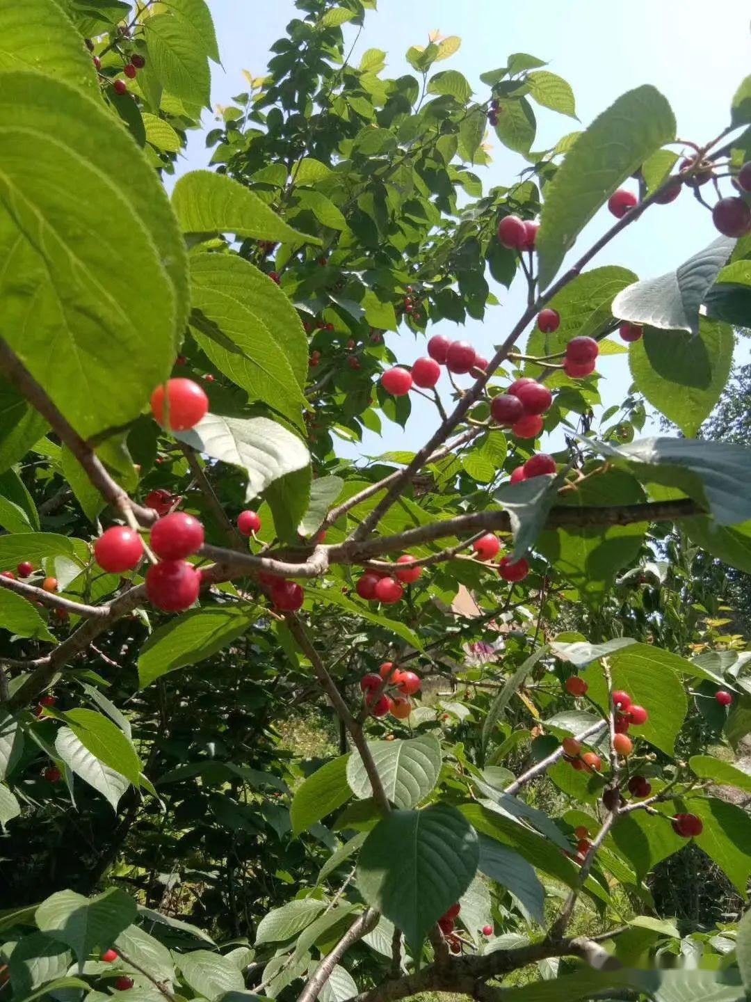 舒城张母桥车厢沟樱桃熟啦好多人都去了周末约起