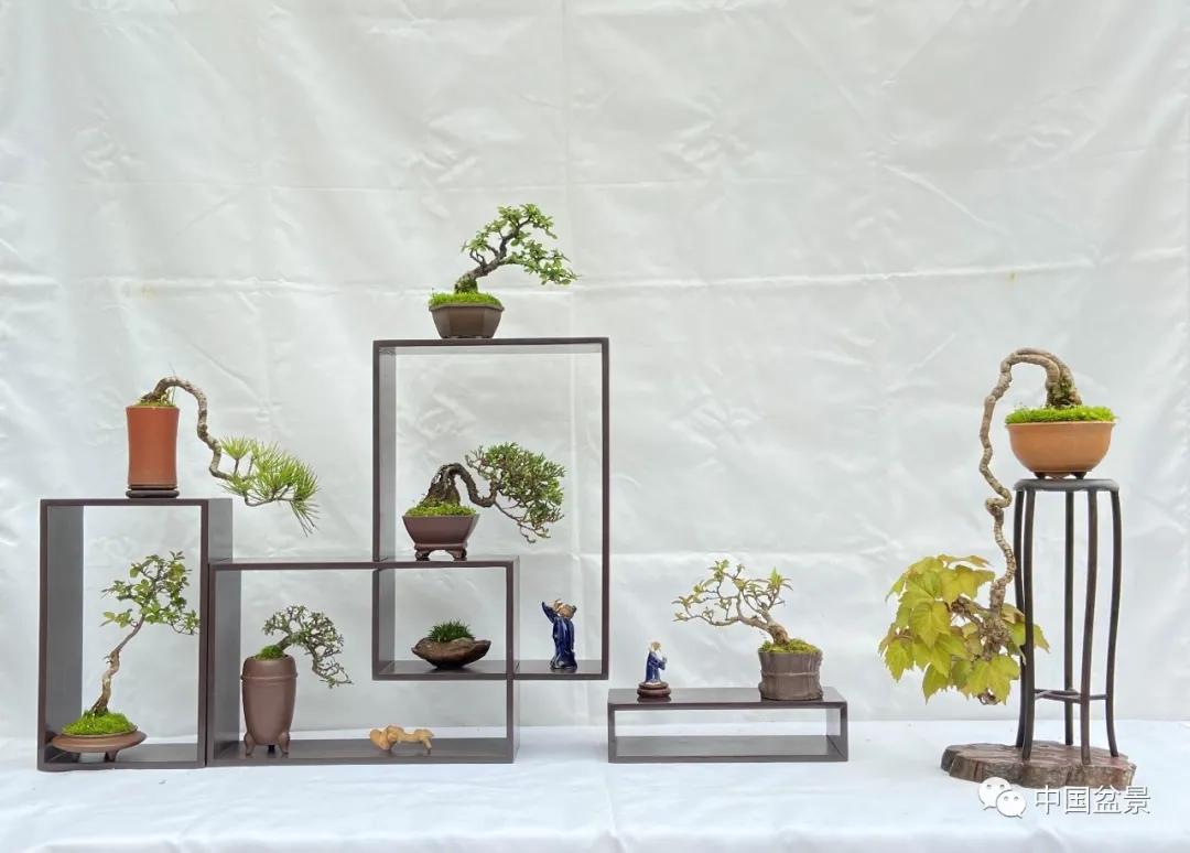 四,组合小微盆景亦可单独把玩,也可组合展示,在使用各种大小博古架