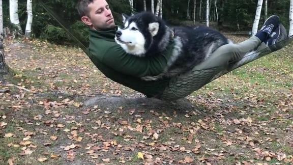 肥大的哈士奇投入主人怀抱一起躺在吊床上休息狗生巅峰