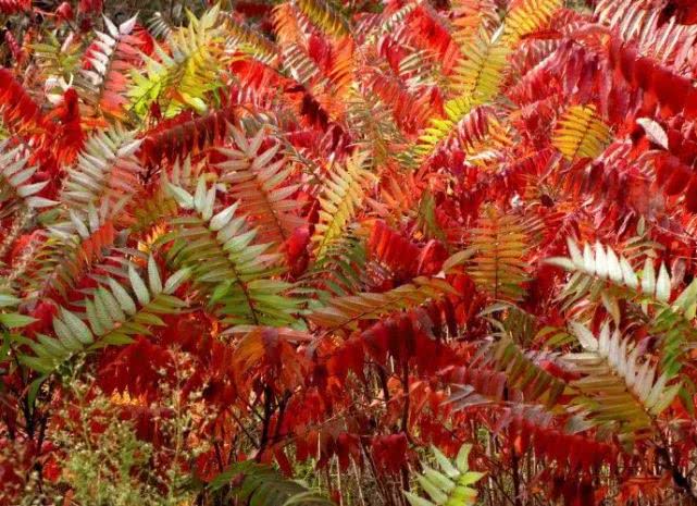 园林植物 | 红叶椿