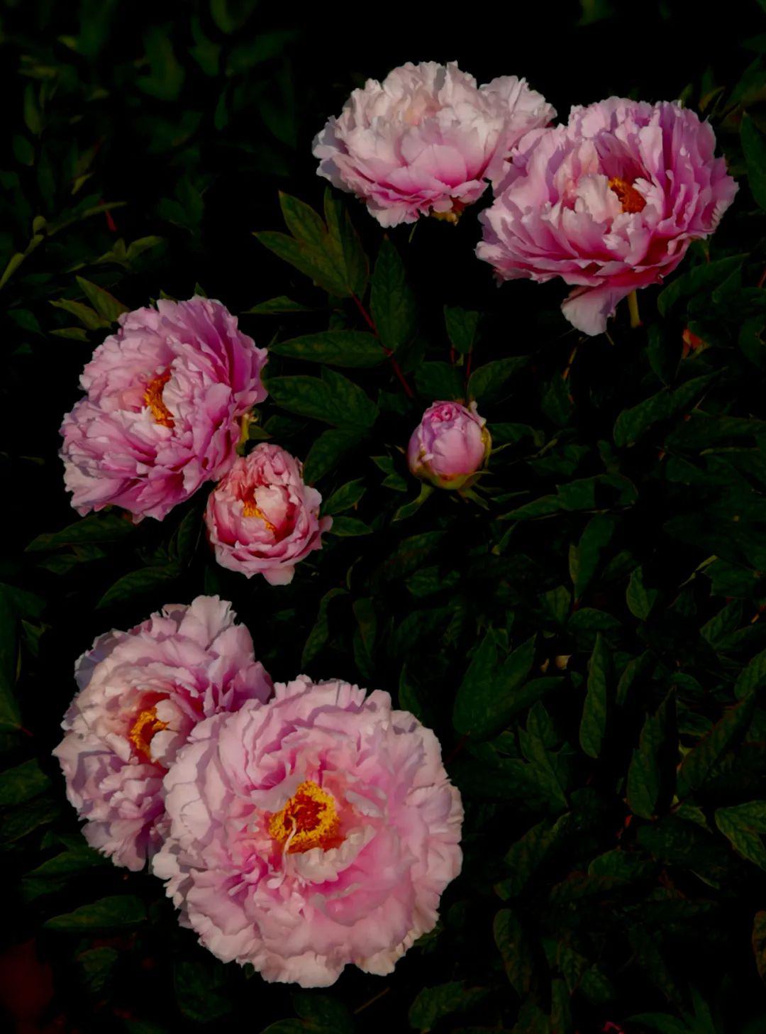 作者简介:王长松,1950年出生,山水画家,摄影家,文化志愿者,国家一级