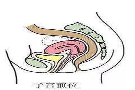 子宮後位會影響懷孕嗎該怎麼備孕才正確