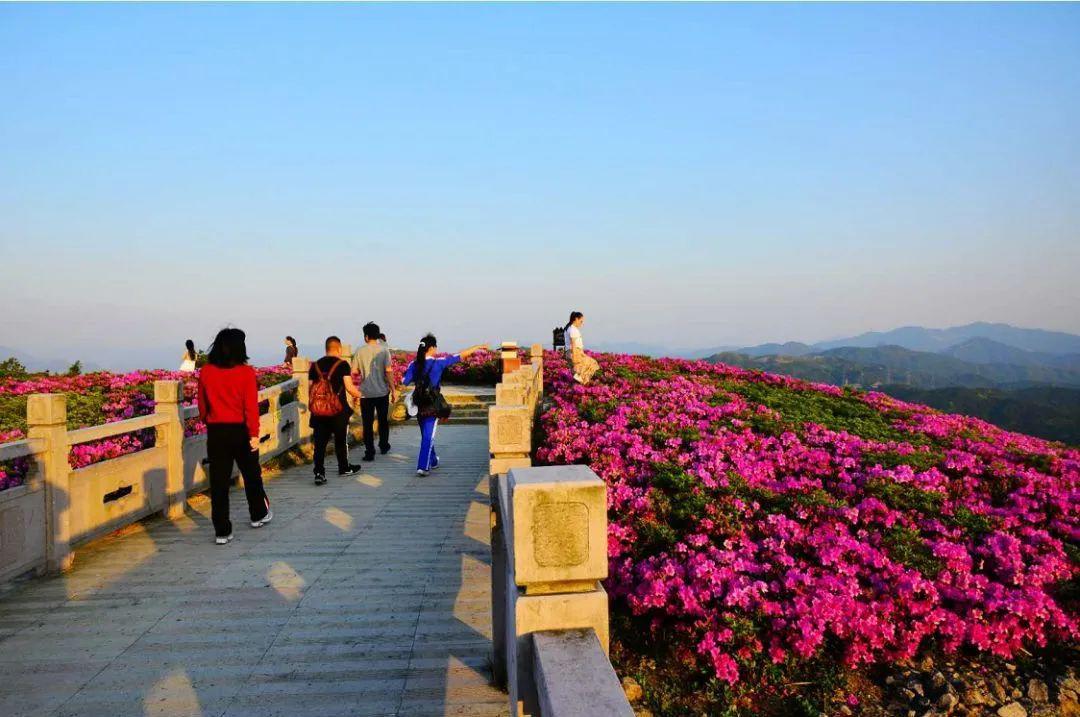 人间四月芳菲尽 山上杜鹃始盛开|温岭这片花海火了!