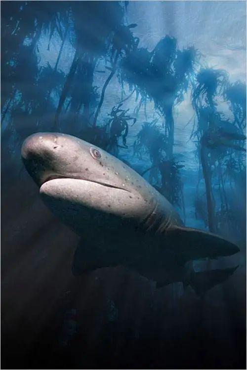 公牛鲨有多大图片
