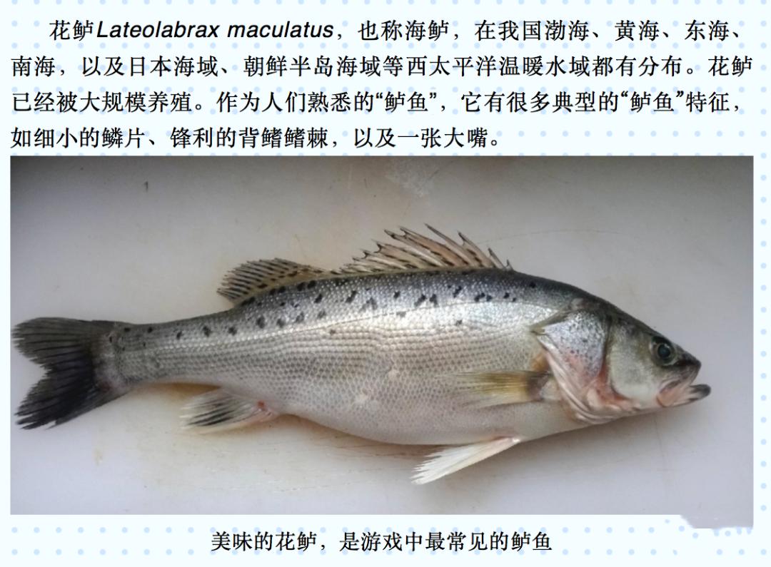 男神张文宏多喝鱼汤鱼渣也不要放过这些鲈鱼你吃过几种