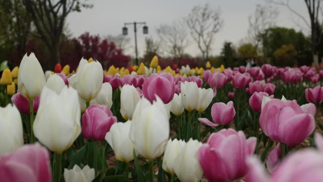 聊城最美的春天就藏在凤凰苑植物园里
