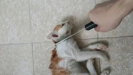 被退学的虐猫狂魔声称要虐杀1000只猫报复社会