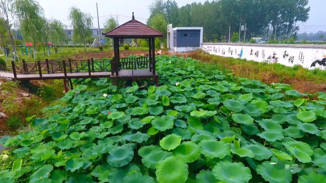 新沂合沟青石桥村书记图片