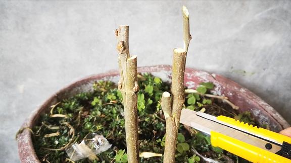 什么是接穗,什么是砧木?如果你还不懂,要学习一下