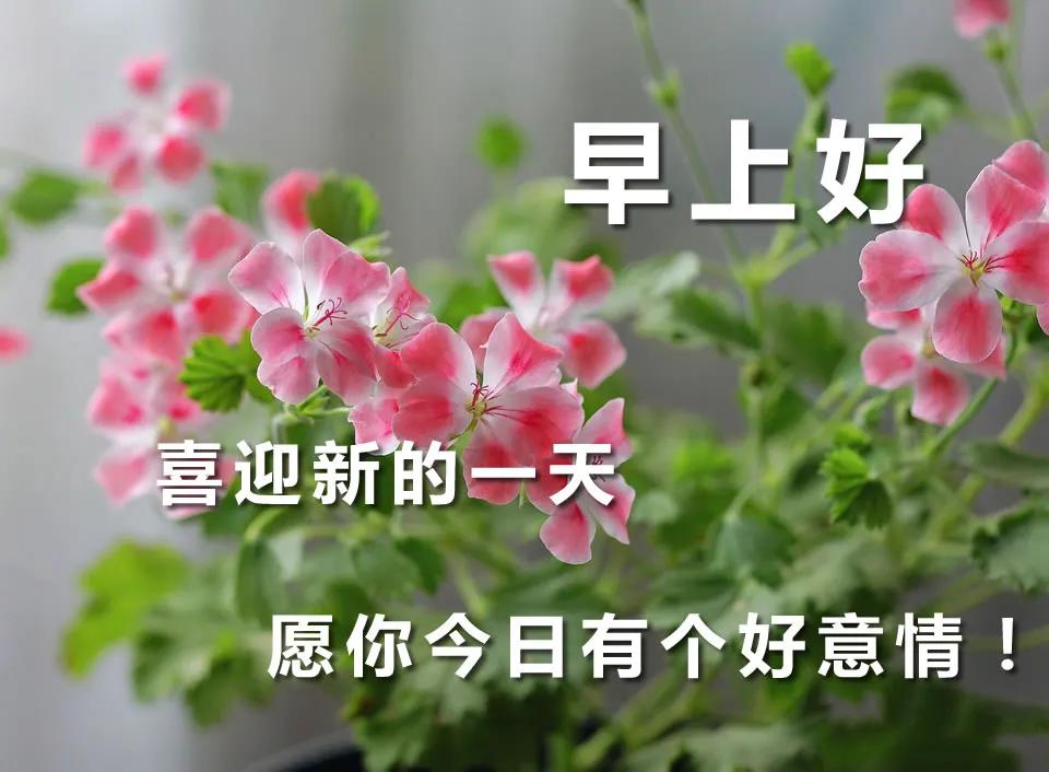 星期五早上好问候语动态图片大全早上好祝福语阳光图片带字