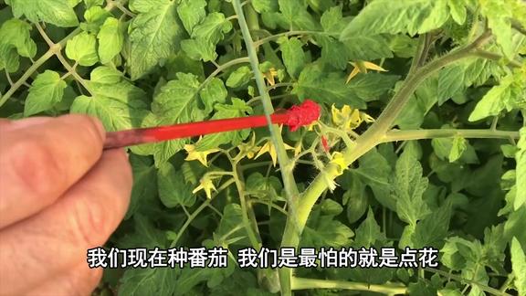 番茄点花2是农户重要的操作手段这六种点花形式必不可少