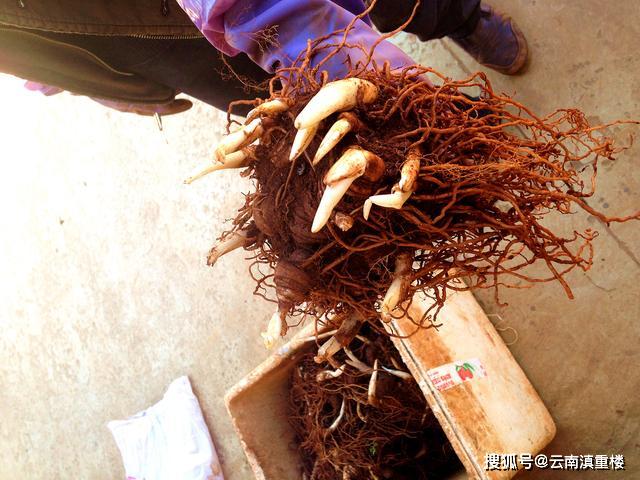 来自大山里的一味著名中药材云南滇重楼
