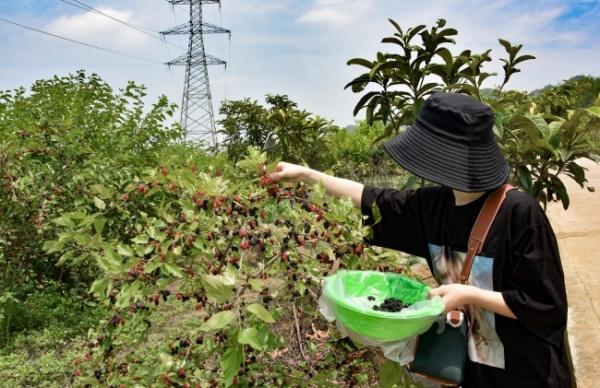 义龙新区顶效镇马别社区峡谷生态观光专业合作社桑园迎来丰收季