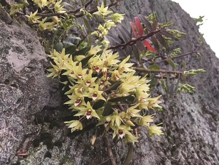 铁皮石斛也成了周村走上逆袭之路的一大助力