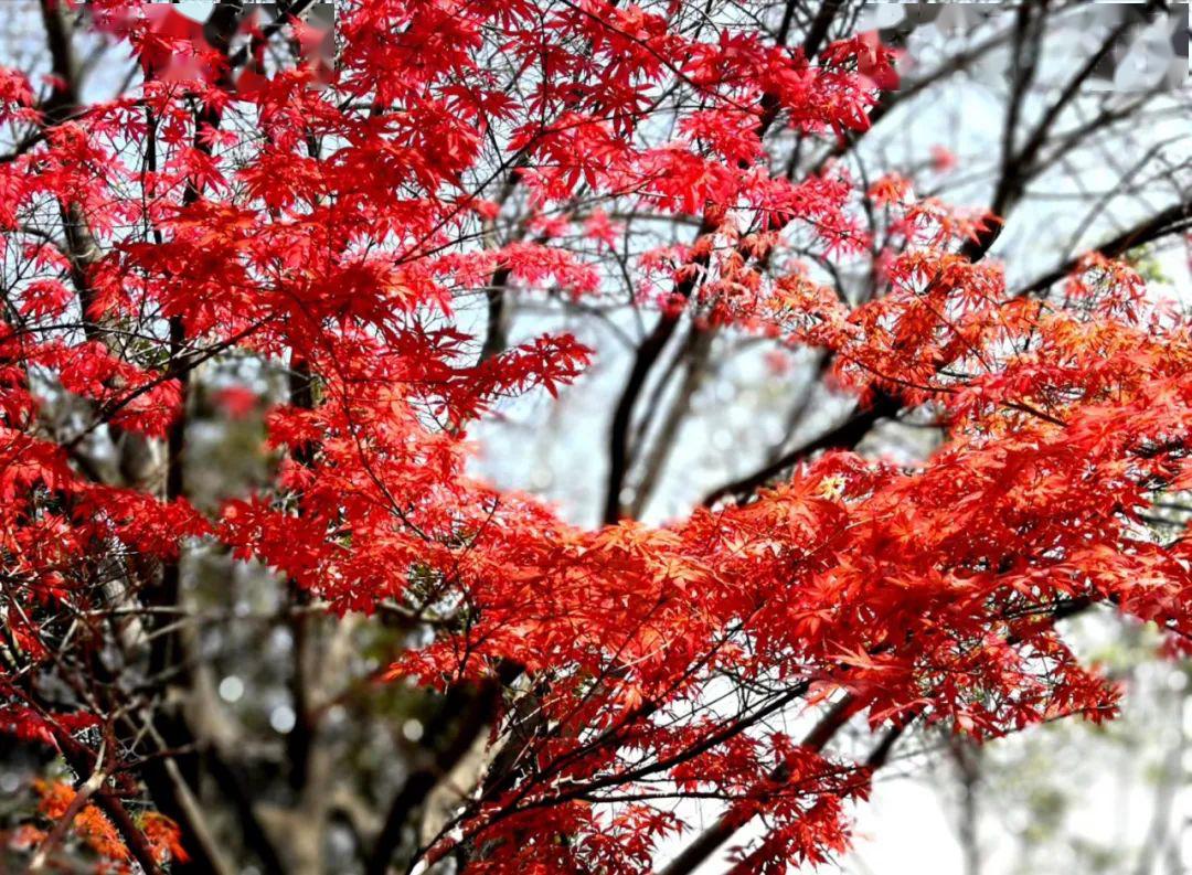 鄭州植物園碧沙崗公園景色襲人