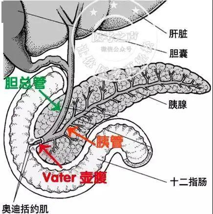 36岁男子的血液标本静置后有一层牛奶