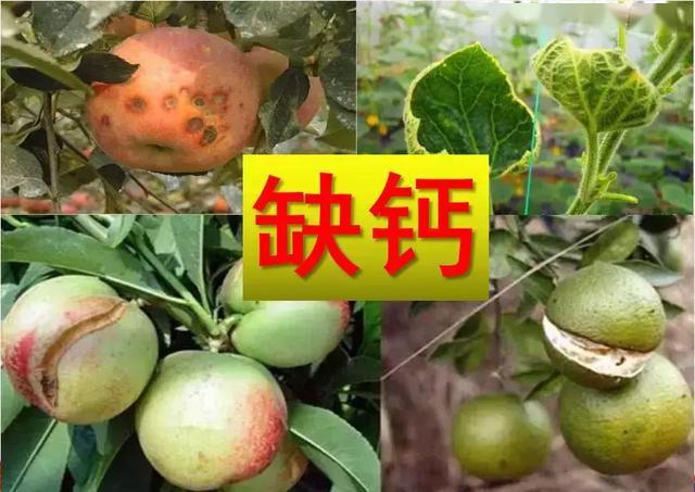 钙在作物生长过程中起着不可估量的作用缺钙会引发什么症状呢