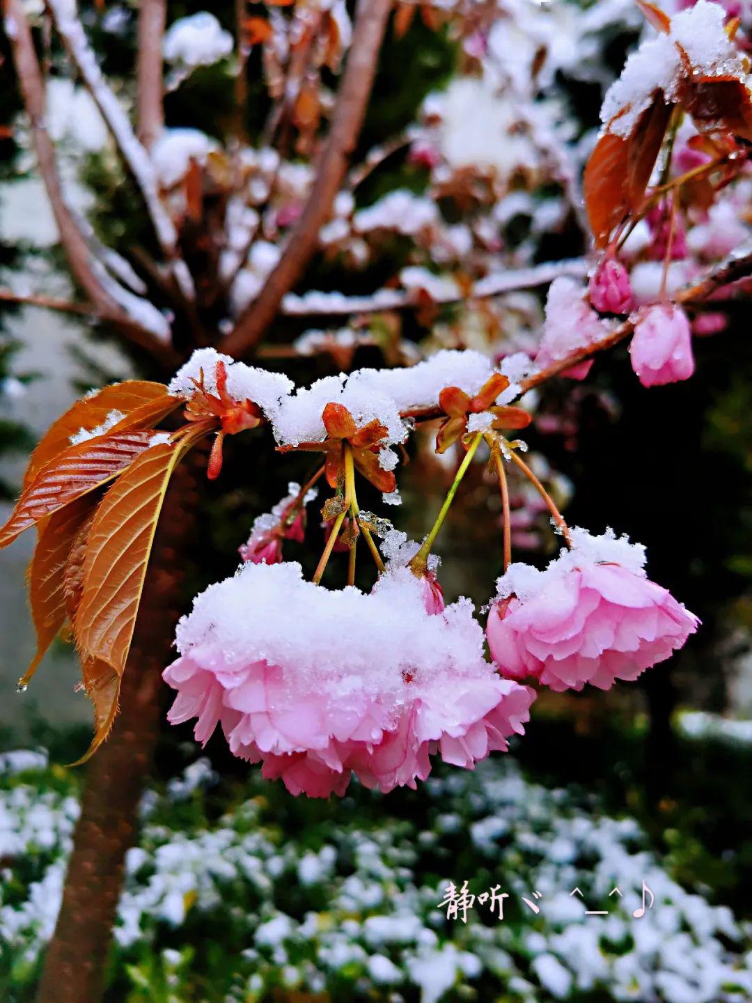 看康定风花雪月一场春与冬的唯美碰撞