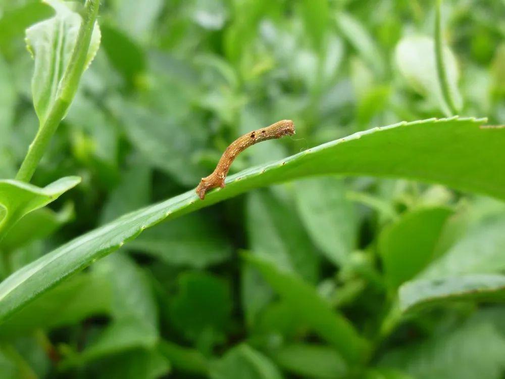 茶尺蠖(第一代)根据区植保站茶叶测报点对径山镇小古城村茶园病虫害