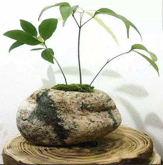 捡块石头,只是用来养盆景,这样独特的作品只适合私藏欣赏