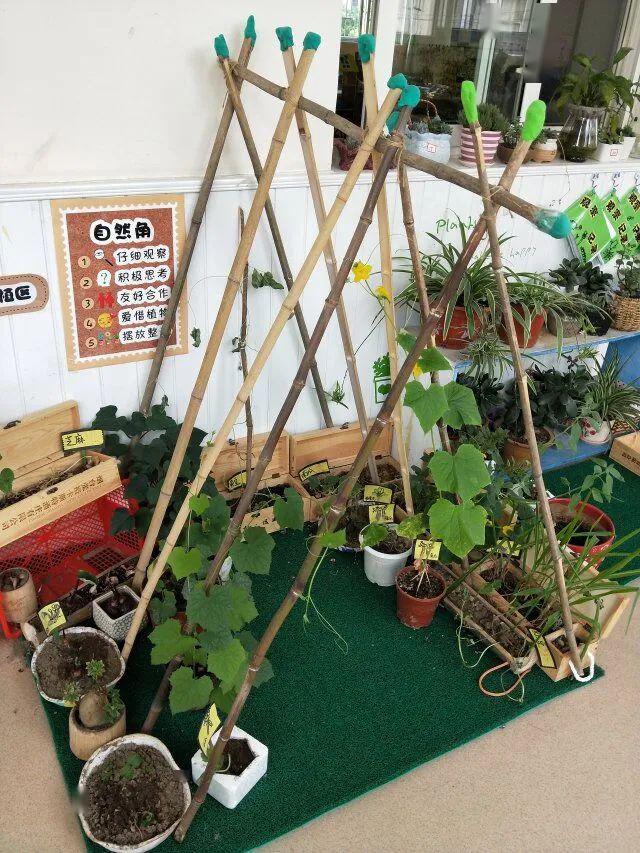 "立体式生物角"之宅家种植篇—环保节系列活动(六)_指导