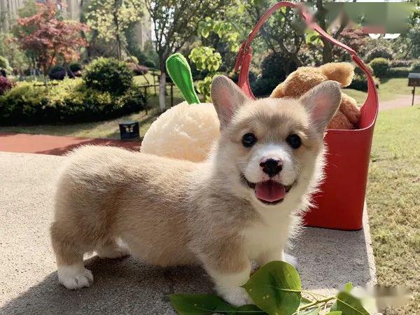 黄白黑超萌柯基宝宝待售中