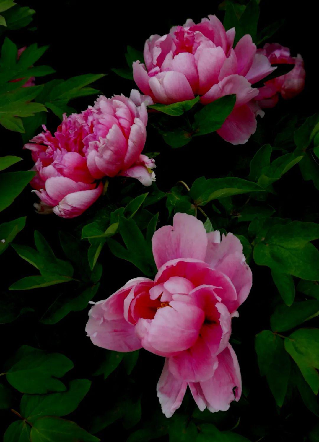 作者简介:王长松,1950年出生,山水画家,摄影家,文化志愿者,国家一级