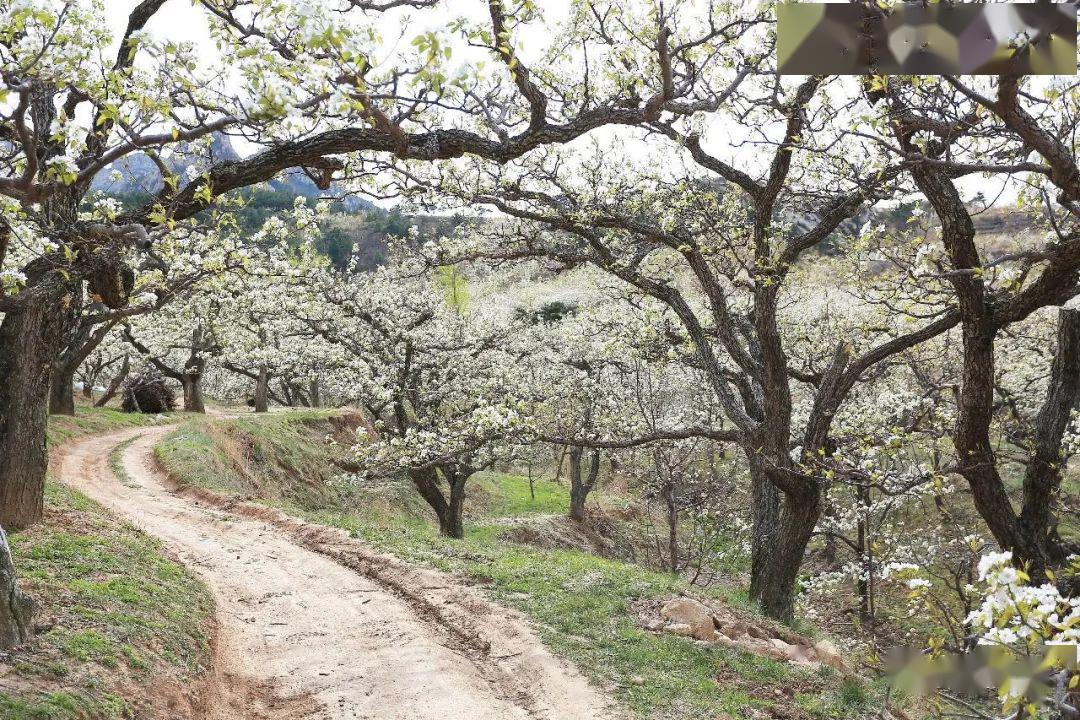 預告國社央媒走進北鎮明日直播梨花盛景