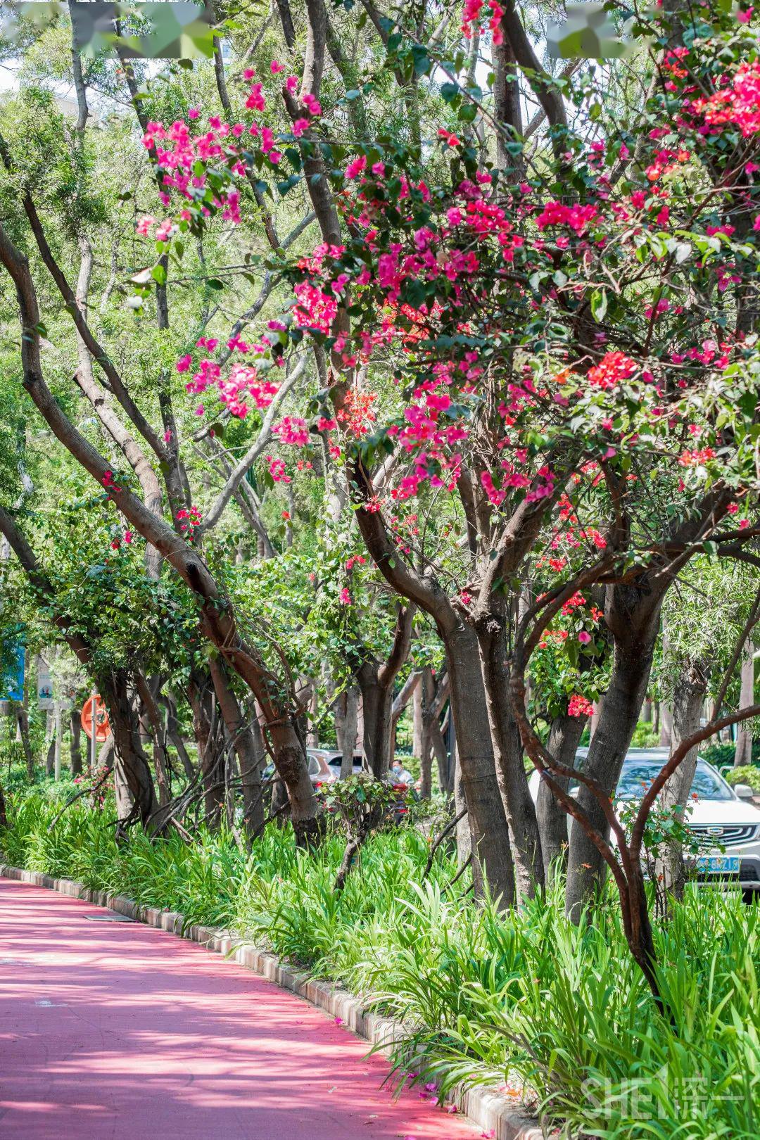 深圳这条网红簕杜鹃花道,到处都是花花花花花…_香山
