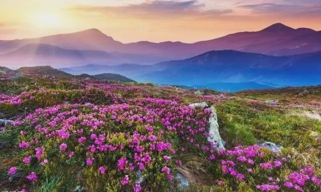 高山花海已来!阿坝州进入最美杜鹃花观赏期,五一去正好! - 新闻资讯前