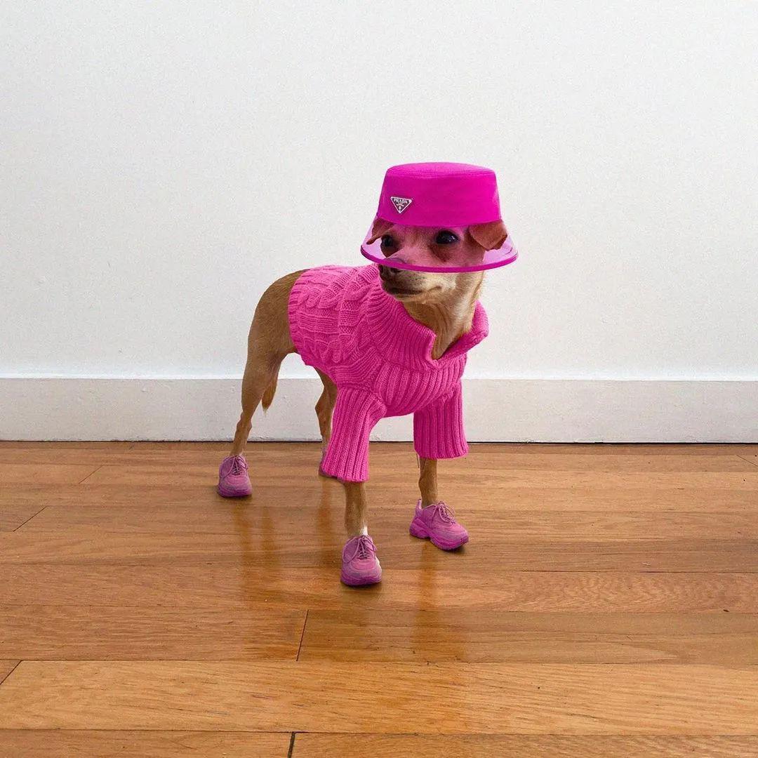 一夜爆火撞名碧梨的新晋网红你认识吗