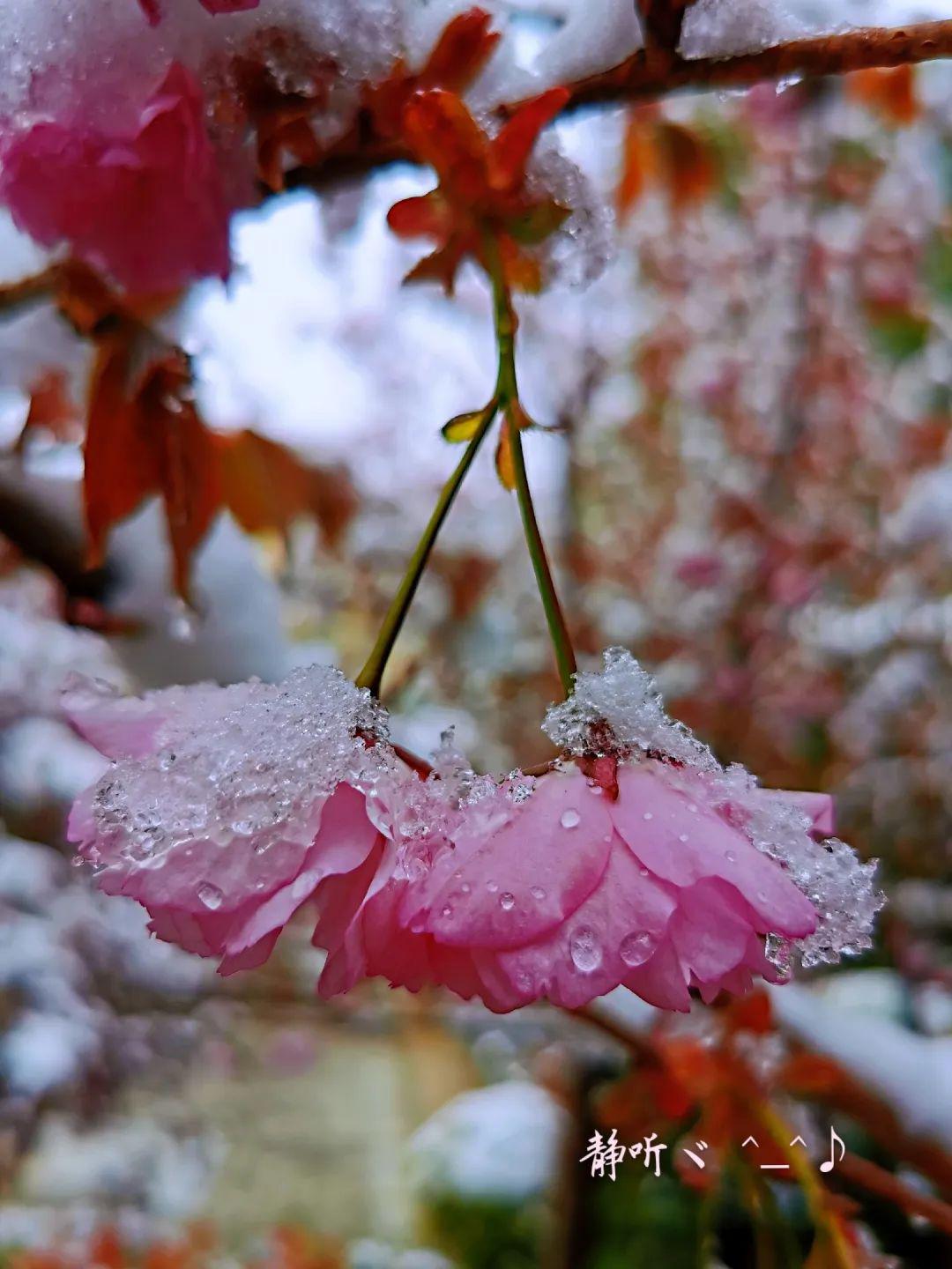看康定风花雪月一场春与冬的唯美碰撞
