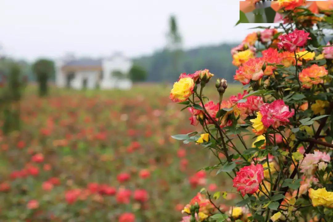 太湖這裡美爆了2020玖玖花海aaa景區網紅花海旅遊節4月26日盛大開園