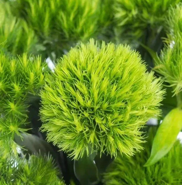 清新绿谁说绿色的只有叶子绿色的花超养眼