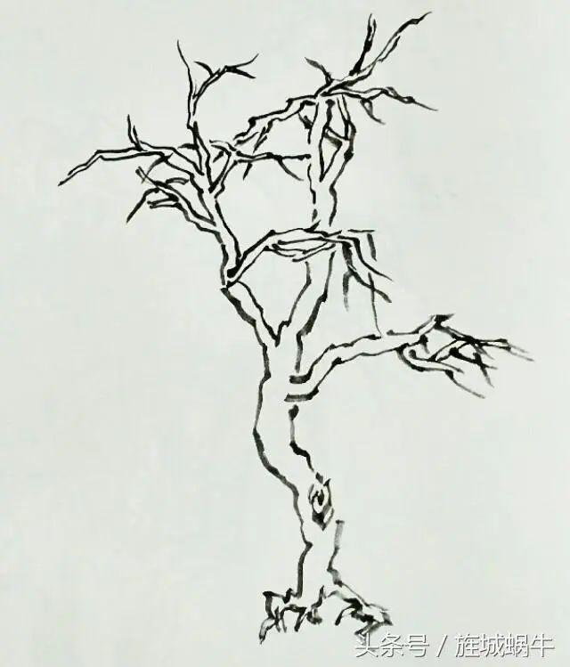 柳树的结构层次图解图片